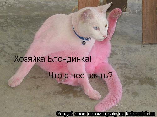 Хозяйка Блондинка! Что с неё взять?... Котоматрица: Хозяйка Блондинка! Что с неё взять?