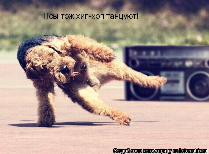 Псы тож хип-хоп танцуют!... Котоматрица: Псы тож хип-хоп танцуют!