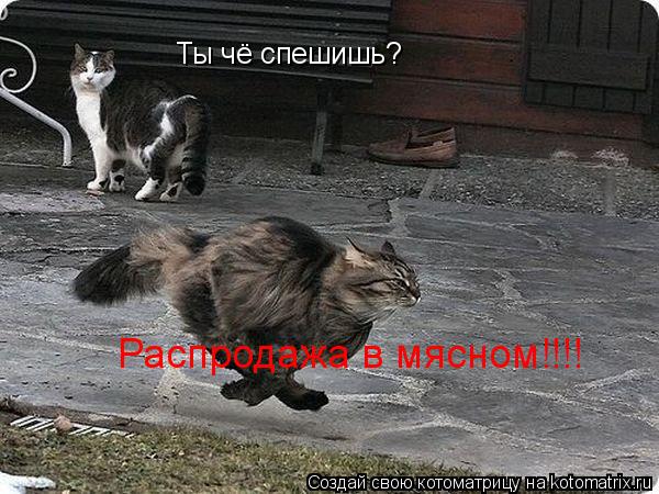 Котоматрица: Ты чё спешишь? Распродажа в мясном!!!!