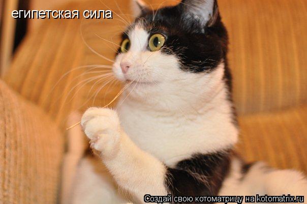 египетская сила... Котоматрица: египетская сила