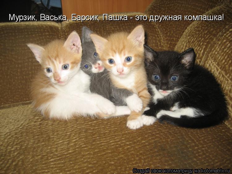 Мурзик, Васька, Барсик, Пашка - это дружная компашка!... Котоматрица: Мурзик, Васька, Барсик, Пашка - это дружная компашка!