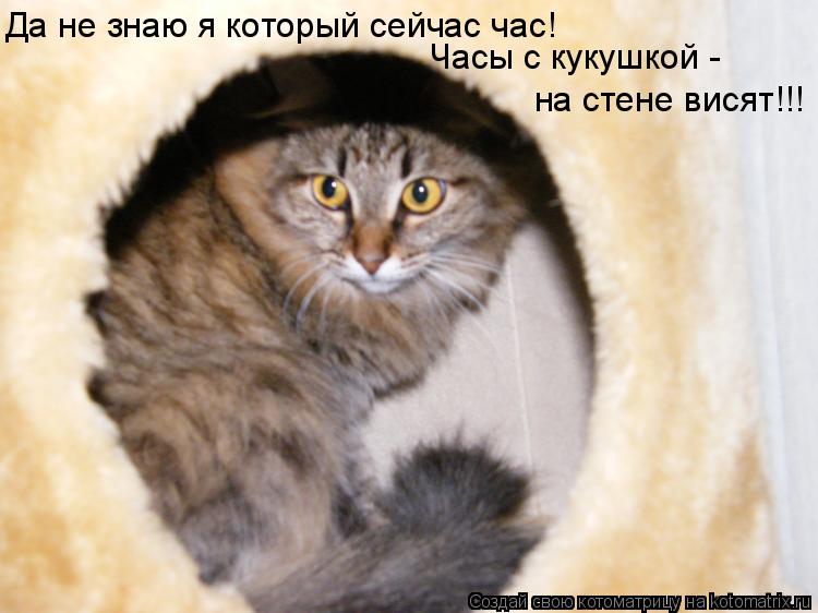 Да не знаю я который сейчас час! Часы с кукушкой - на стене висят!!!... Котоматрица: Да не знаю я который сейчас час! Часы с кукушкой - на стене висят!!!