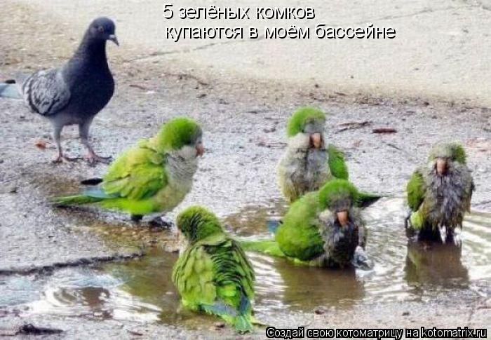 5 зелёных комков купаются в моём бассейне... Котоматрица: 5 зелёных комков купаются в моём бассейне