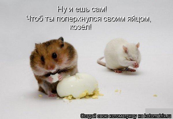 Ну и ешь сам! Чтоб ты поперхнулся своим яйцом, козёл!... Котоматрица: Ну и ешь сам! Чтоб ты поперхнулся своим яйцом, козёл!