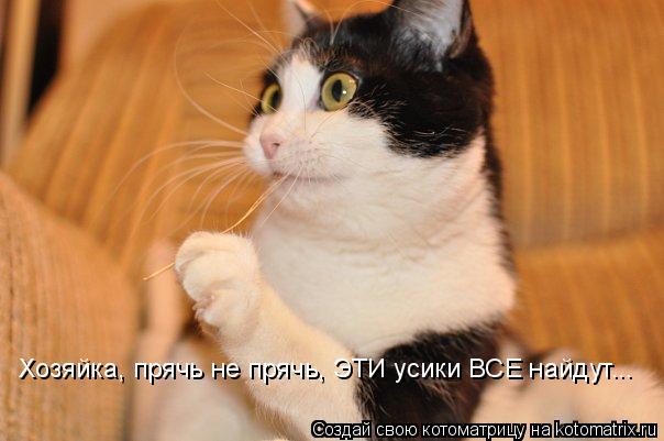 Котоматрица: Хозяйка, прячь не прячь, ЭТИ усики ВСЕ найдут...