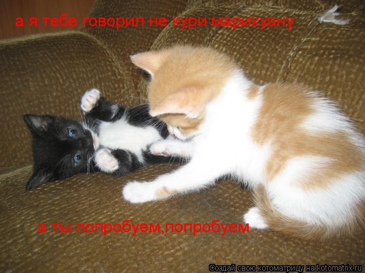 а я тебе говорил не кури марихуану а ты попробуем,попробуем а я тебе говорил не кури марихуану а ты п... Котоматрица: а я тебе говорил не кури марихуану а ты попробуем,попробуем а я тебе говорил не кури марихуану а ты попробуем,попробуем а я тебе говорил не к