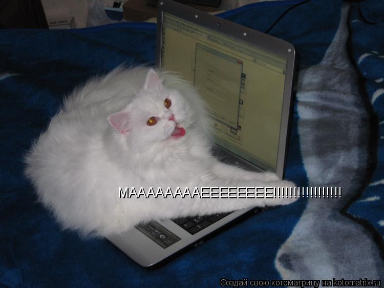 МААААААААЕЕЕЕЕЕЕЕ!!!!!!!!!!!!!!!!!... Котоматрица: МААААААААЕЕЕЕЕЕЕЕ!!!!!!!!!!!!!!!!!
