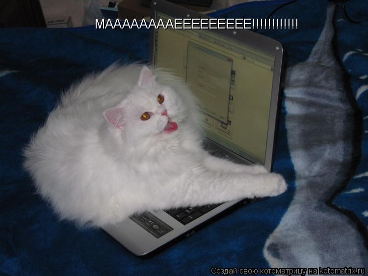 МААААААААЕЕЕЕЕЕЕЕЕ!!!!!!!!!!!!... Котоматрица: МААААААААЕЕЕЕЕЕЕЕЕ!!!!!!!!!!!!