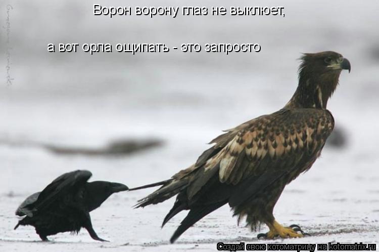 Ворон ворону глаз не выклюет, а вот орла ощипать - это запросто... Котоматрица: Ворон ворону глаз не выклюет, а вот орла ощипать - это запросто