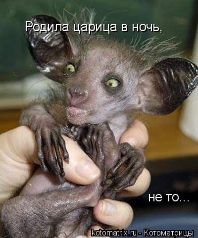 не то... Родила царица в ночь,... Котоматрица: не то... Родила царица в ночь,