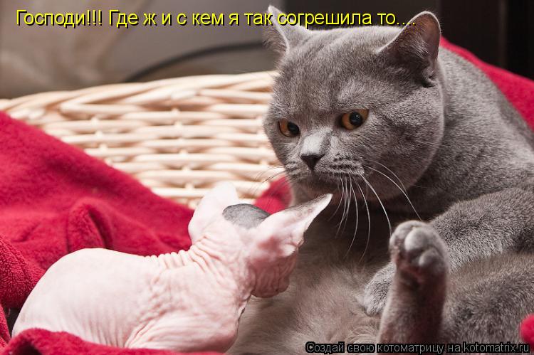 Господи!!! Где ж и с кем я так согрешила то....... Котоматрица: Господи!!! Где ж и с кем я так согрешила то....