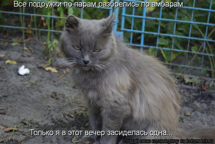 Все подружки по парам разбрелись по амбарам Только я в этот вечер засиделась одна...... Котоматрица: Все подружки по парам разбрелись по амбарам Только я в этот вечер засиделась одна...