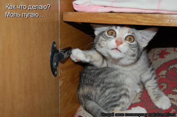 Как что делаю? Моль пугаю....... Котоматрица: Как что делаю? Моль пугаю....
