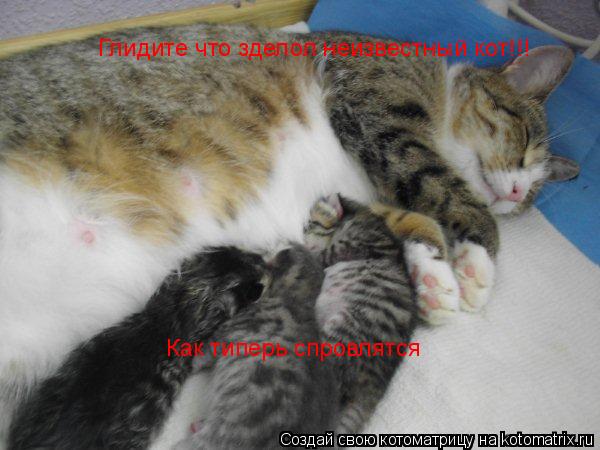 Глидите что зделол неизвестный кот!!! Как типерь спровлятся... Котоматрица: Глидите что зделол неизвестный кот!!! Как типерь спровлятся