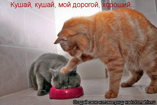 Кушай, кушай, мой дорогой, хороший...... Котоматрица: Кушай, кушай, мой дорогой, хороший...