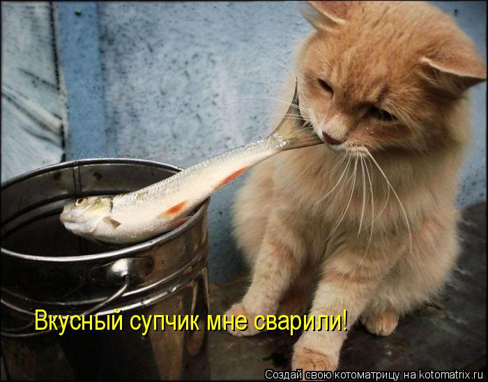 Вкусный супчик мне сварили!... Котоматрица: Вкусный супчик мне сварили!