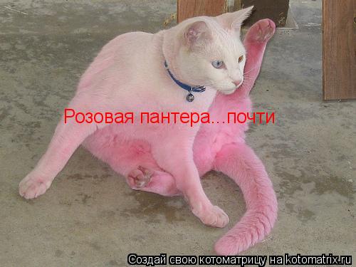 Розовая пантера...почти... Котоматрица: Розовая пантера...почти