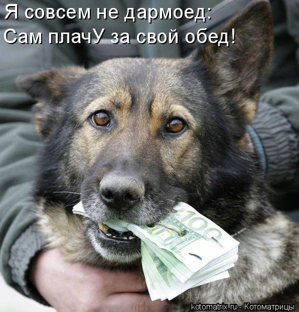 Я совсем не дармоед: Я совсем не дармоед: Сам плачУ за свой обед!... Котоматрица: Я совсем не дармоед: Я совсем не дармоед: Сам плачУ за свой обед!