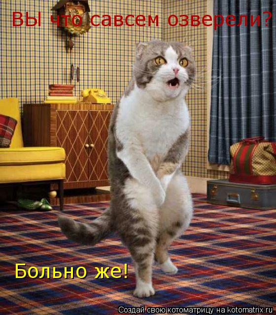 ВЫ что савсем озверели? Больно же!... Котоматрица: ВЫ что савсем озверели? Больно же!