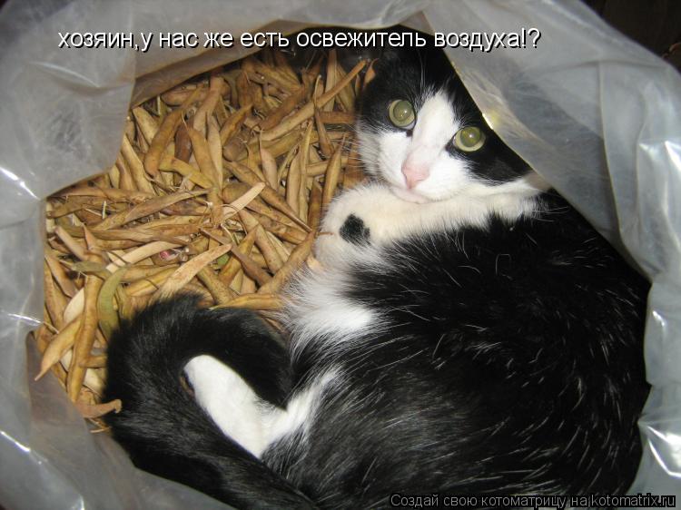 хозяин,у нас же есть освежитель воздуха!?... Котоматрица: хозяин,у нас же есть освежитель воздуха!?