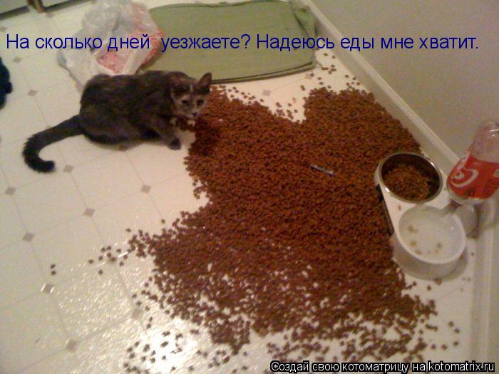 На сколько дней уезжаете? Надеюсь еды мне хватит.... Котоматрица: На сколько дней уезжаете? Надеюсь еды мне хватит.