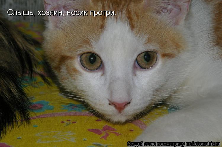 Слышь, хозяин, носик протри.... Котоматрица: Слышь, хозяин, носик протри.