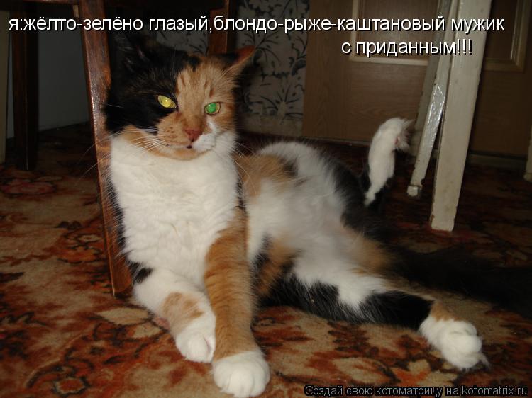 я:жёлто-зелёно глазый,блондо-рыже-каштановый мужик с приданным!!!... Котоматрица: я:жёлто-зелёно глазый,блондо-рыже-каштановый мужик с приданным!!!