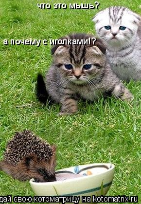 что это мышь? а почему с иголками!?... Котоматрица: что это мышь? а почему с иголками!?