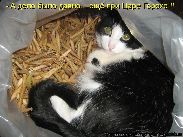 - А дело было давно... ещё при Царе Горохе!!!... Котоматрица: - А дело было давно... ещё при Царе Горохе!!!