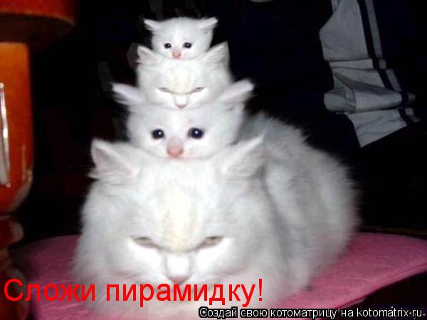 Сложи пирамидку!... Котоматрица: Сложи пирамидку!