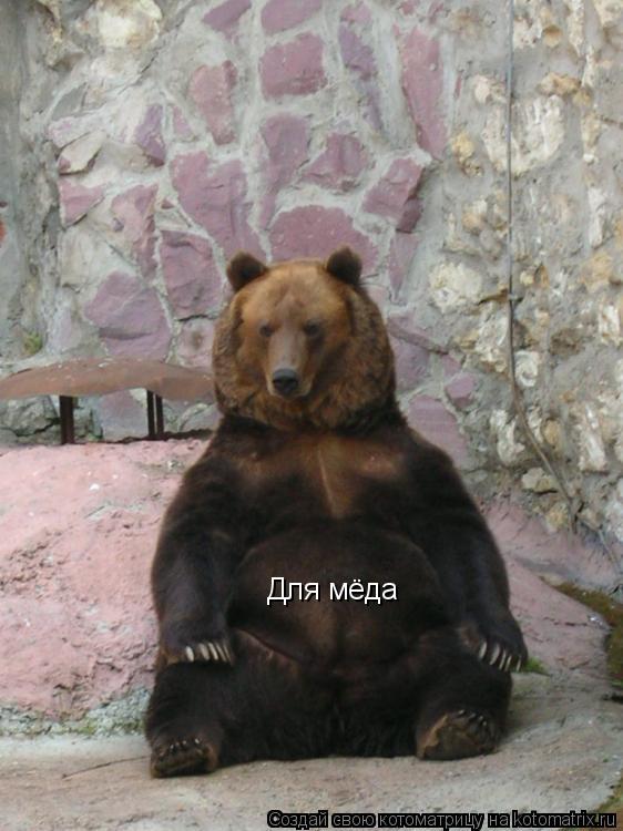 Для мёда... Котоматрица: Для мёда