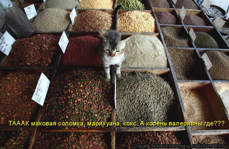 ТАААК маковая соломка, марихуана, кокс. А корень валерияны где???... Котоматрица: ТАААК маковая соломка, марихуана, кокс. А корень валерияны где???