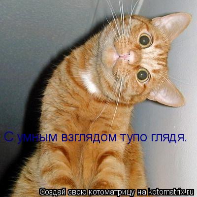 С умным взглядом тупо глядя.... Котоматрица: С умным взглядом тупо глядя.