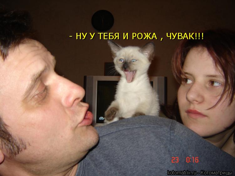 - НУ У ТЕБЯ И РОЖА , ЧУВАК!!!... Котоматрица: - НУ У ТЕБЯ И РОЖА , ЧУВАК!!!