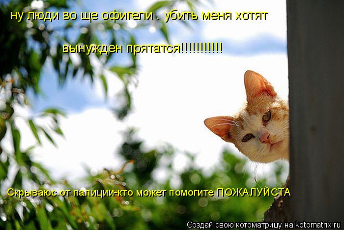 ну люди во ще офигели . убить меня хотят .Вынужден прятатся!!!!!!!!!!!!!!!!!!! ну люди во ще офигели ... Котоматрица: ну люди во ще офигели . убить меня хотят .Вынужден прятатся!!!!!!!!!!!!!!!!!!! ну люди во ще офигели . убить меня хотят вынужден прятатся!!!!!!!!!!!