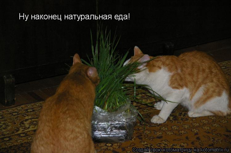Ну наконец натуральная еда!... Котоматрица: Ну наконец натуральная еда!