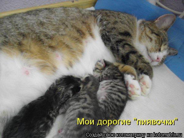 Мои дорогие "пиявочки"... Котоматрица: Мои дорогие "пиявочки"