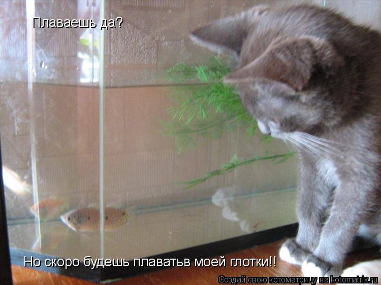 Плаваешь да? Но скоро будешь плаватьв моей глотки!!... Котоматрица: Плаваешь да? Но скоро будешь плаватьв моей глотки!!