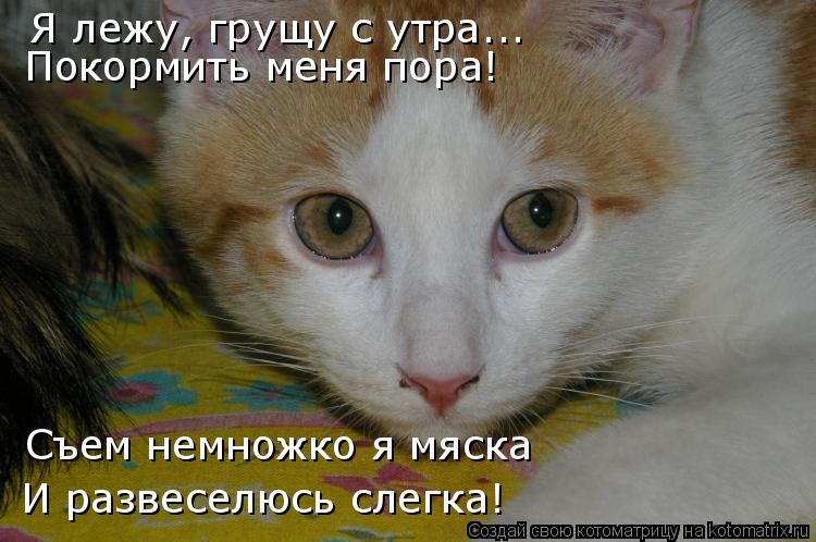 Я лежу, грущу с утра... Покормить меня пора! Съем немножко я мяска И развеселюсь слегка!... Котоматрица: Я лежу, грущу с утра... Покормить меня пора! Съем немножко я мяска И развеселюсь слегка!