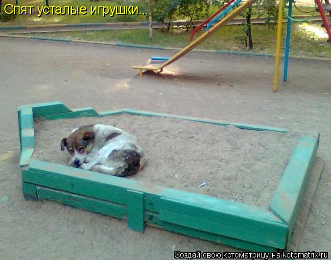 Спят усталые игрушки...... Котоматрица: Спят усталые игрушки...