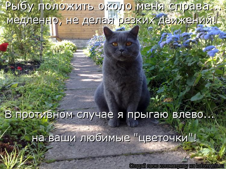 Рыбу положить около меня справа... медленно, не делая резких движений! В противном случае я прыгаю вл... Котоматрица: Рыбу положить около меня справа... медленно, не делая резких движений! В противном случае я прыгаю влево... на ваши любимые "цветочки"!