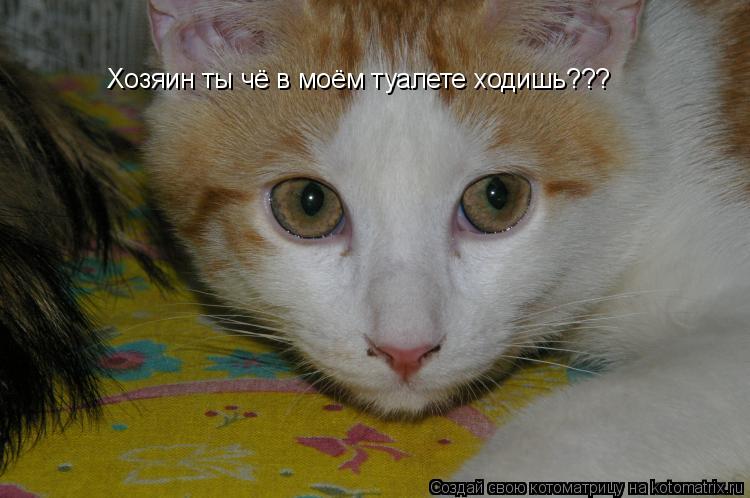 Хозяин ты чё в моём туалете ходишь???... Котоматрица: Хозяин ты чё в моём туалете ходишь???