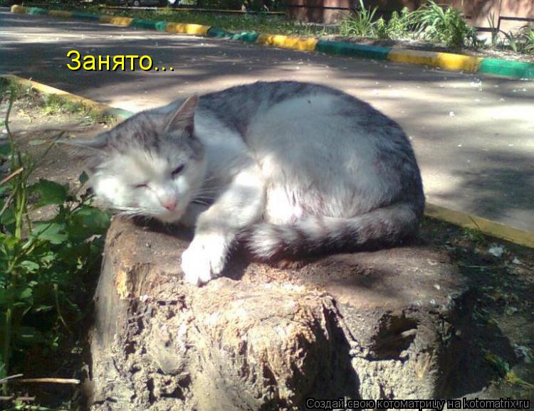 Занято...... Котоматрица: Занято...