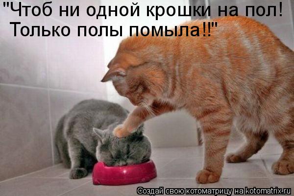 "Чтоб ни одной крошки на пол! Только полы помыла!!"... Котоматрица: "Чтоб ни одной крошки на пол! Только полы помыла!!"