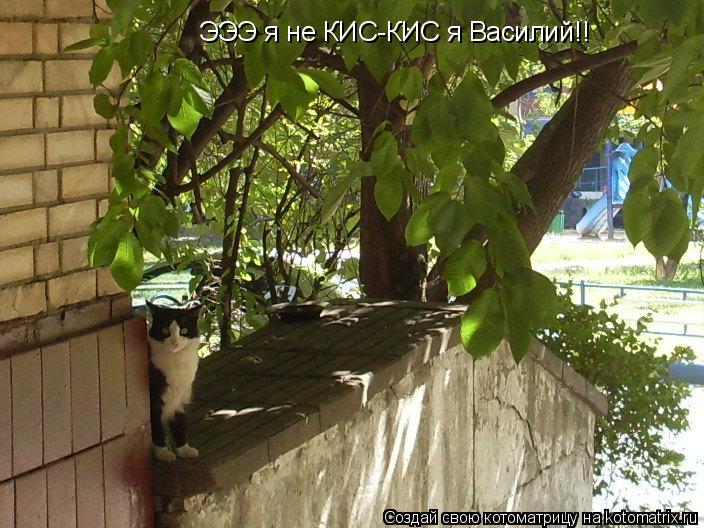 ЭЭЭ я не КИС-КИС я Василий!!... Котоматрица: ЭЭЭ я не КИС-КИС я Василий!!
