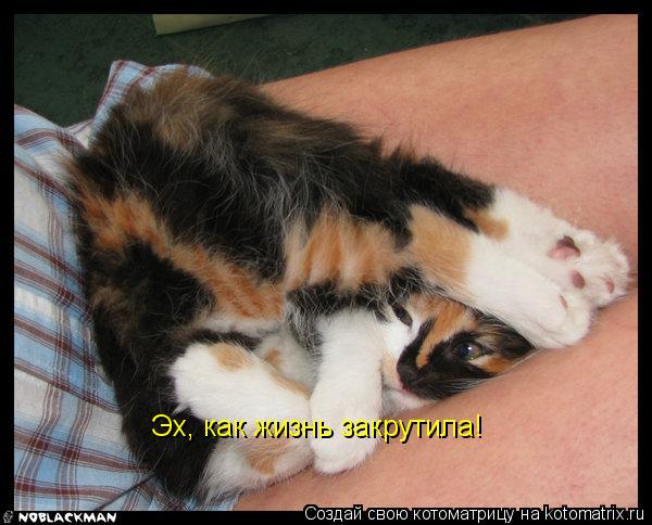 Эх, как жизнь закрутила!... Котоматрица: Эх, как жизнь закрутила!