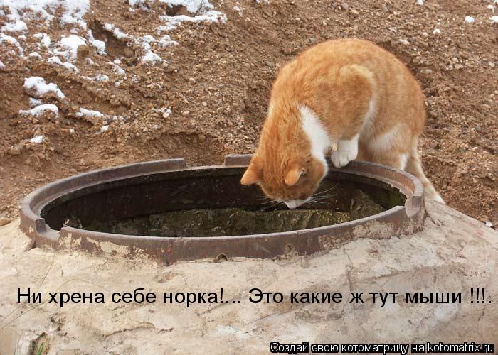 Котоматрица: Ни хрена себе норка!... Это какие ж тут мыши !!!.