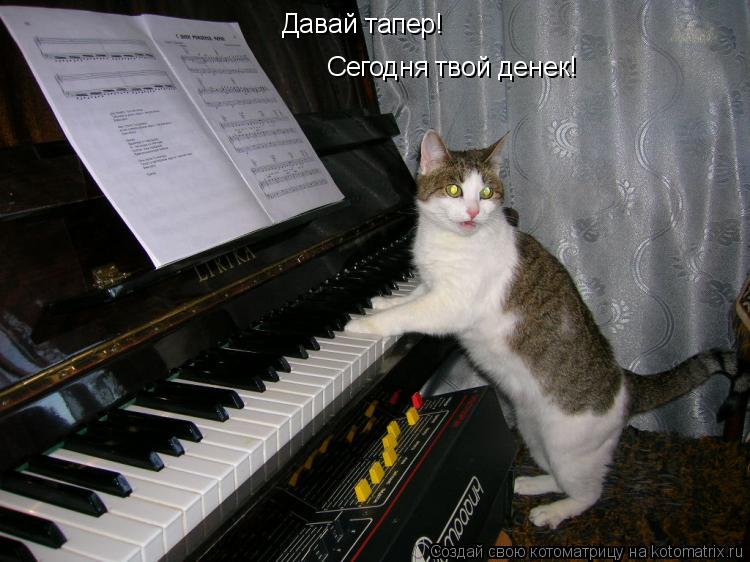 Давай тапер! Сегодня твой денек!... Котоматрица: Давай тапер! Сегодня твой денек!
