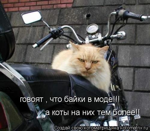 говоят , что байки в моде!!! а коты на них тем более!!... Котоматрица: говоят , что байки в моде!!! а коты на них тем более!!