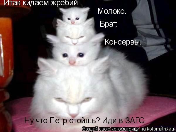 Котоматрица: Итак кидаем жребий. Молоко. Брат. Консервы. Ну что Петр стойшь? Иди в ЗАГС.